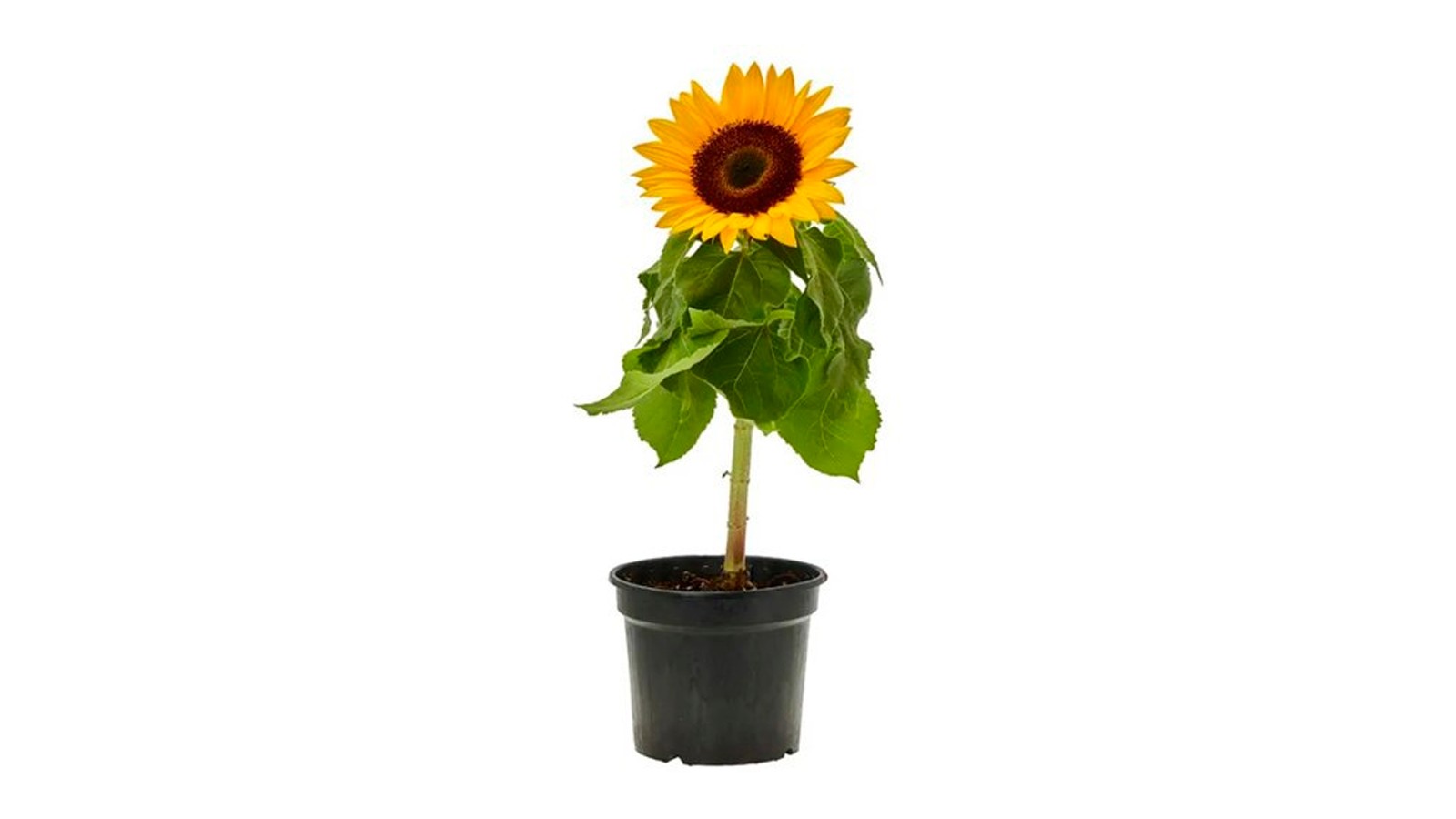 foto produto
