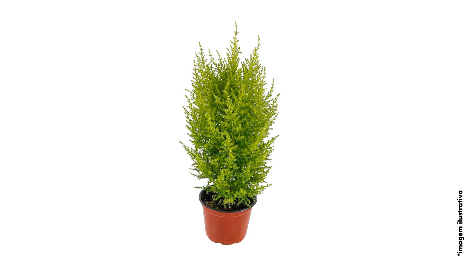 foto produto