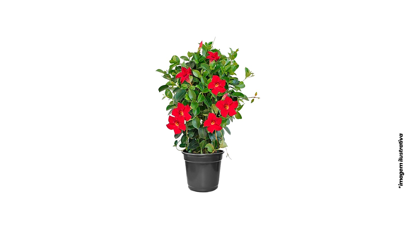 foto produto
