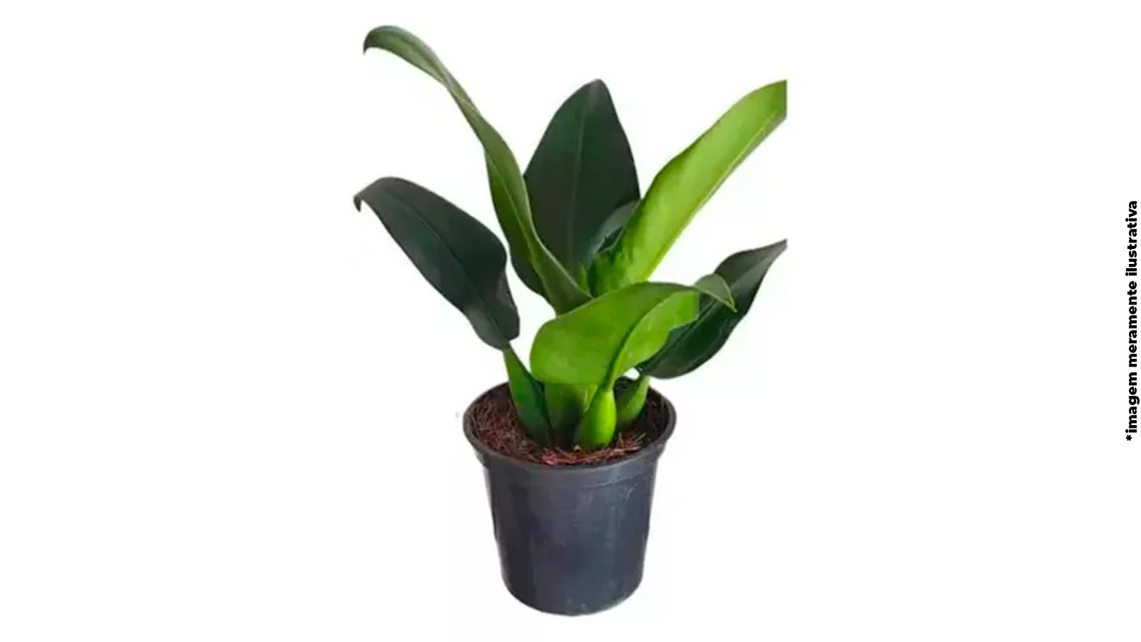 foto produto