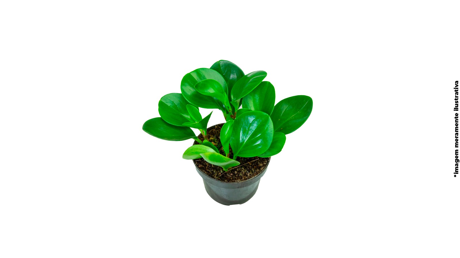 foto produto