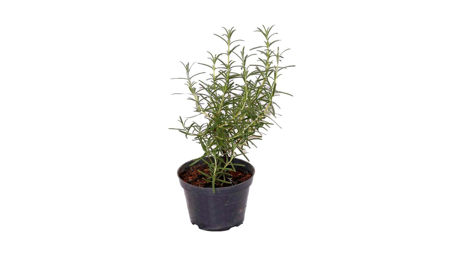 foto produto