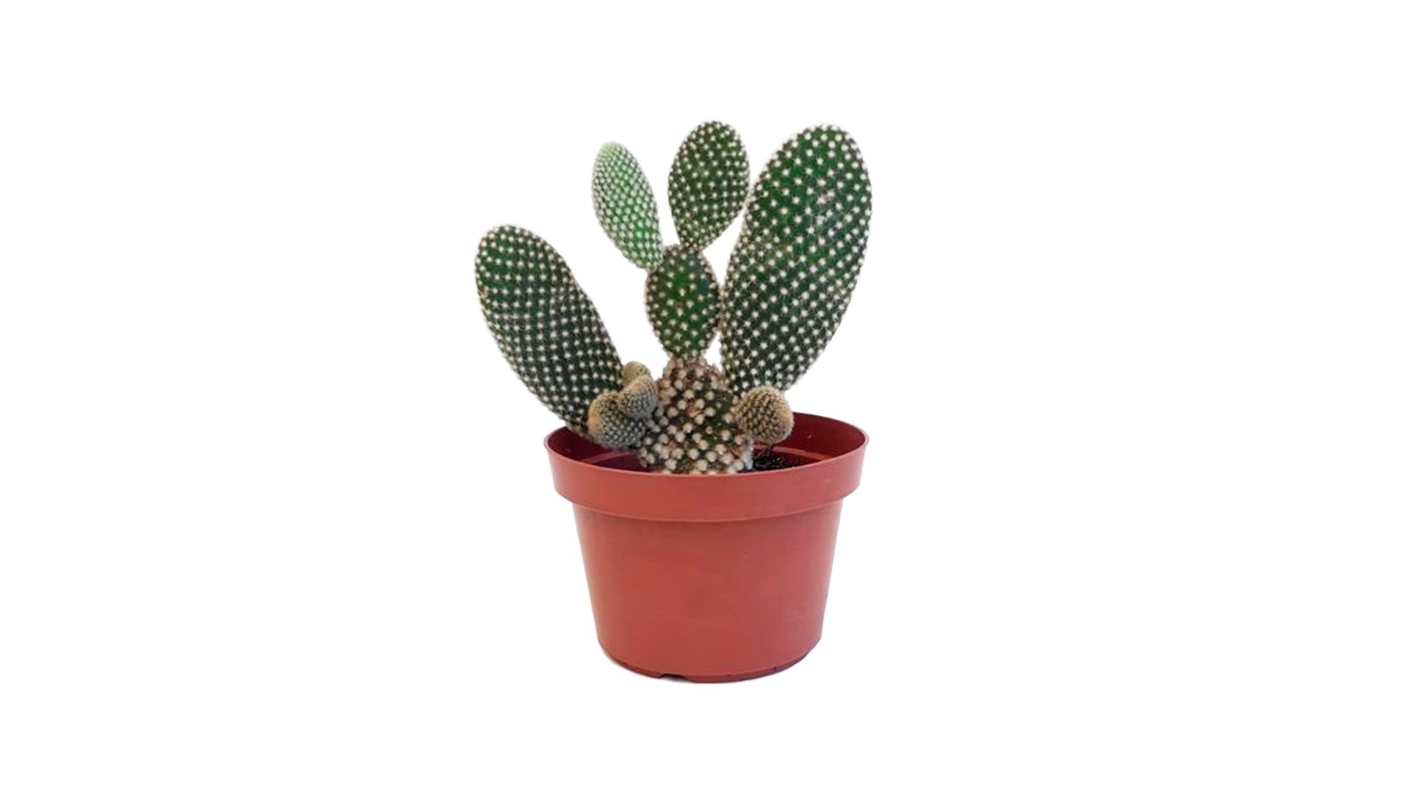 foto produto
