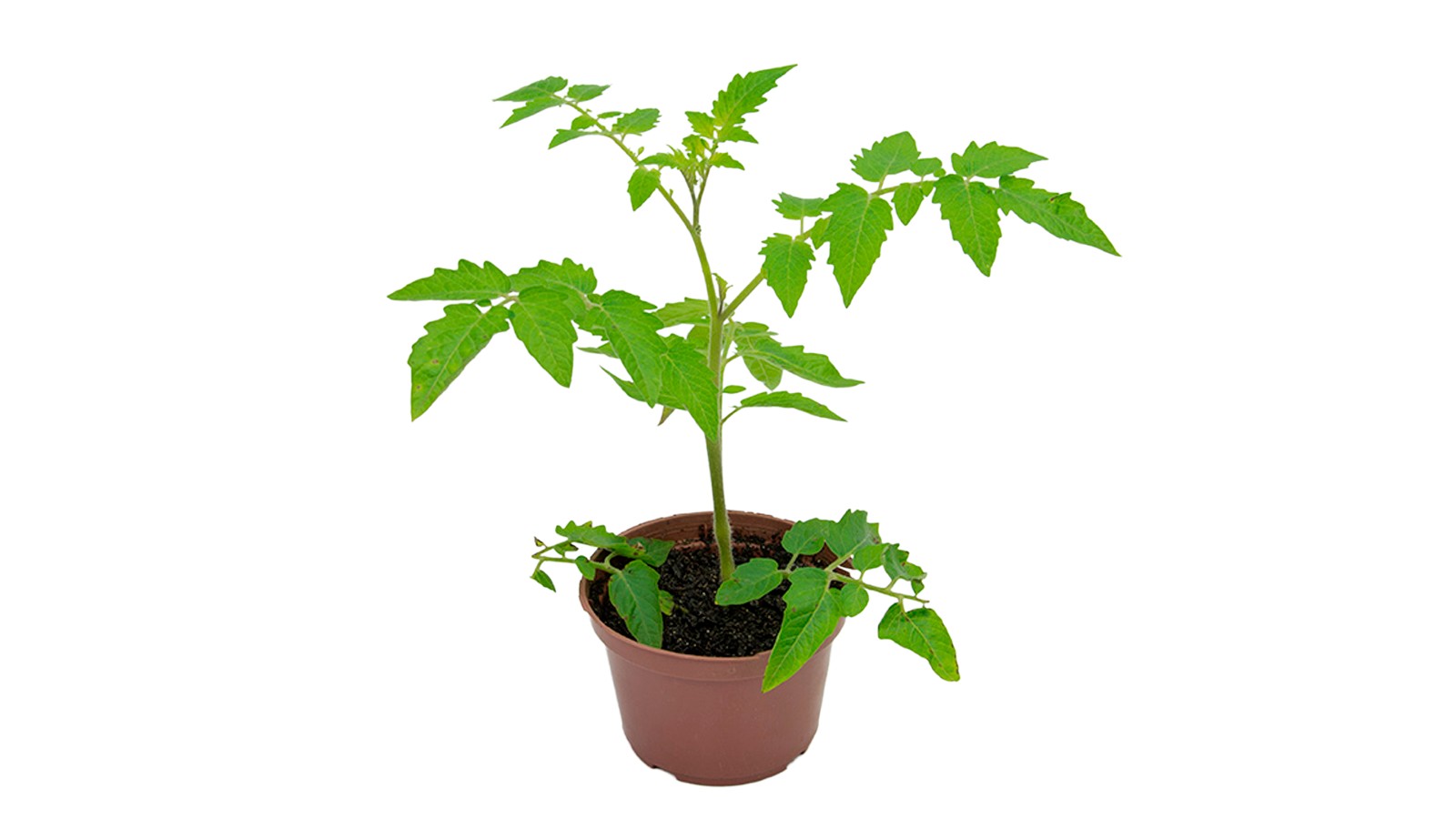 foto produto