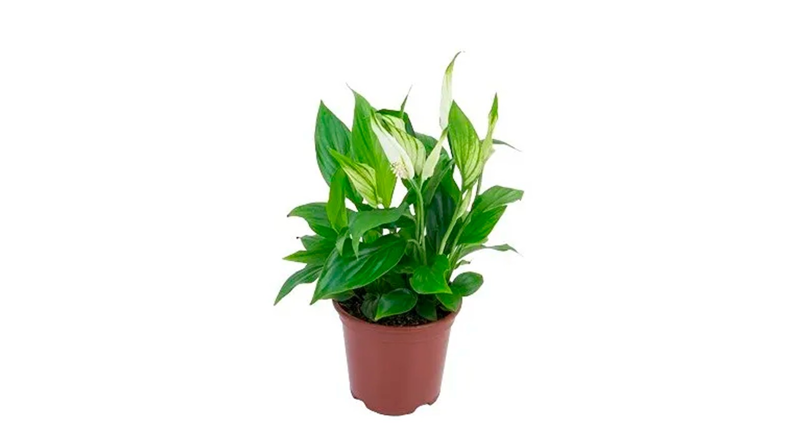 foto produto