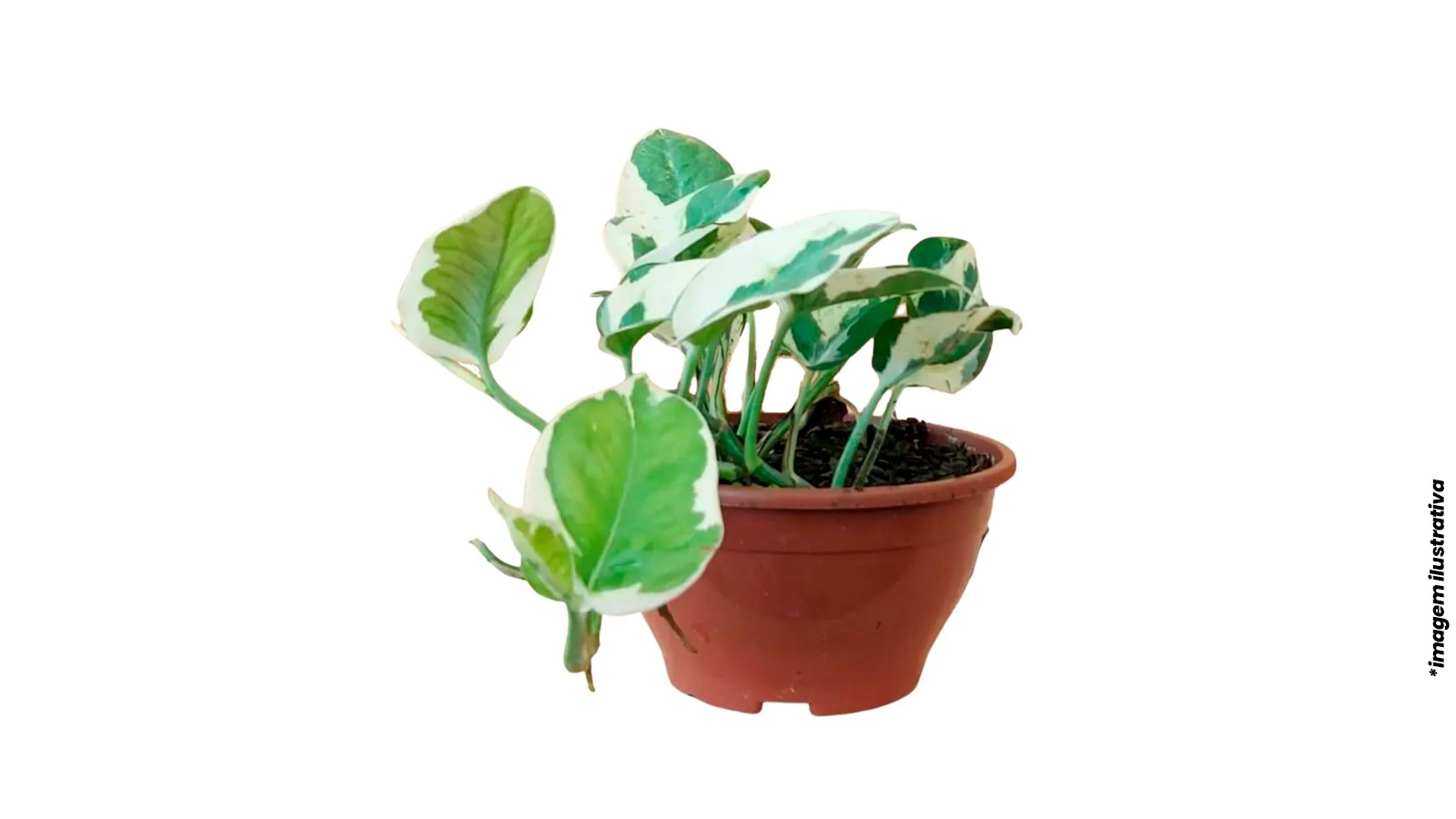 foto produto